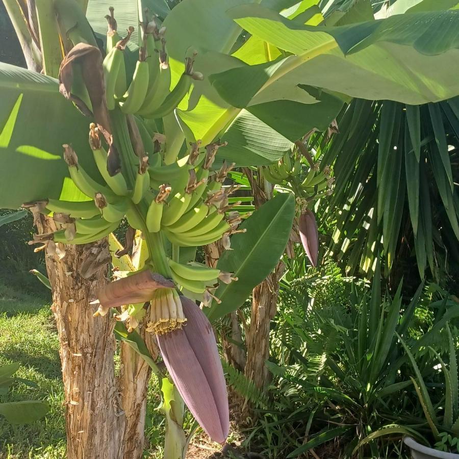 Ti Coin De Paradis Ylang Ylang Le Diamant Exterior foto